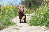 SHAR-PEI 428